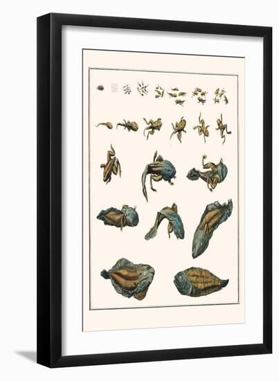 Metamorphosis of Frogs into Toads-Albertus Seba-Framed Art Print