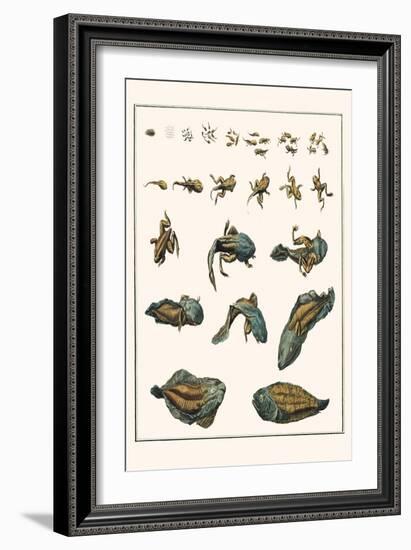 Metamorphosis of Frogs into Toads-Albertus Seba-Framed Art Print