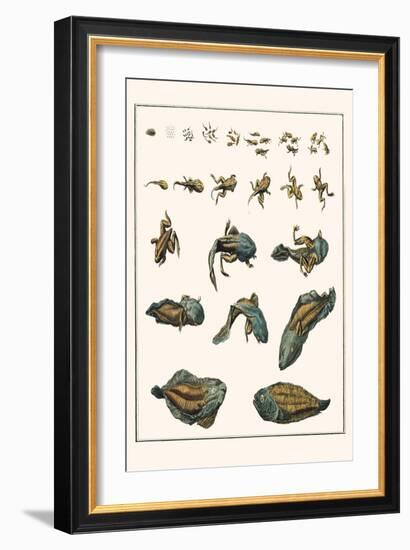 Metamorphosis of Frogs into Toads-Albertus Seba-Framed Art Print