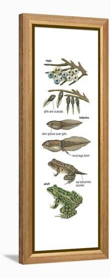 Metamorphosis of Leopard Frog (Rana Pipiens), Amphibians, Biology-Encyclopaedia Britannica-Framed Stretched Canvas