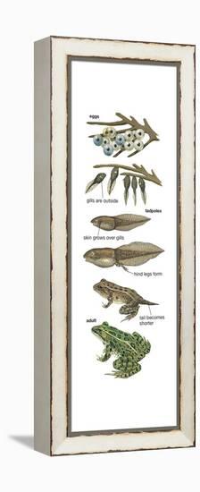 Metamorphosis of Leopard Frog (Rana Pipiens), Amphibians, Biology-Encyclopaedia Britannica-Framed Stretched Canvas