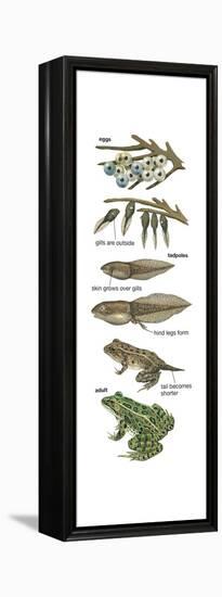 Metamorphosis of Leopard Frog (Rana Pipiens), Amphibians, Biology-Encyclopaedia Britannica-Framed Stretched Canvas