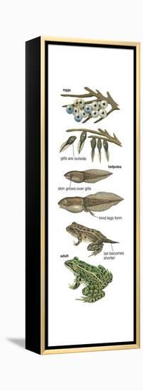 Metamorphosis of Leopard Frog (Rana Pipiens), Amphibians, Biology-Encyclopaedia Britannica-Framed Stretched Canvas