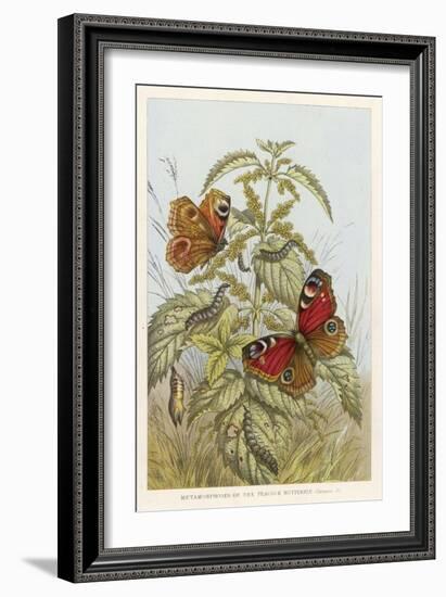Metamorphosis of the Peacock Butterfly-null-Framed Art Print