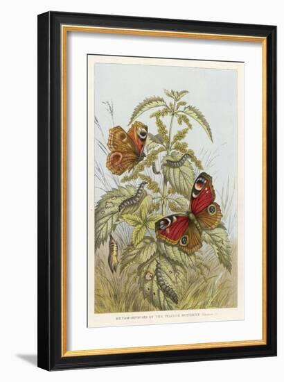 Metamorphosis of the Peacock Butterfly-null-Framed Art Print