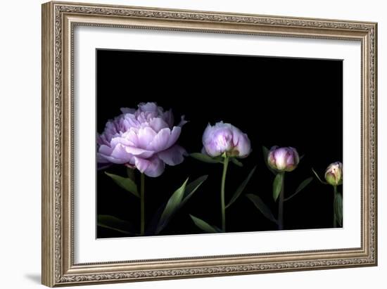 Metamorphosis - Peony-Magda Indigo-Framed Photographic Print