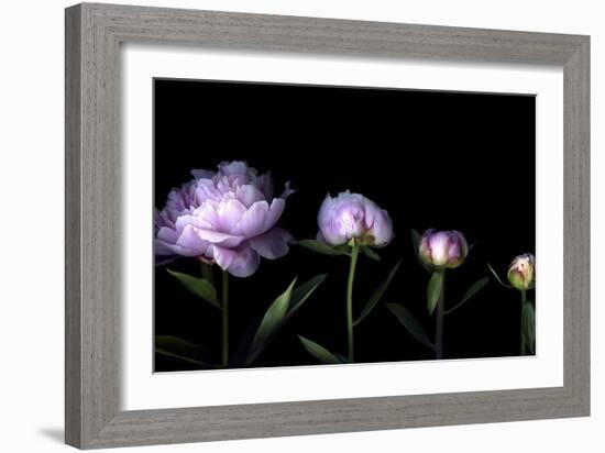 Metamorphosis - Peony-Magda Indigo-Framed Photographic Print