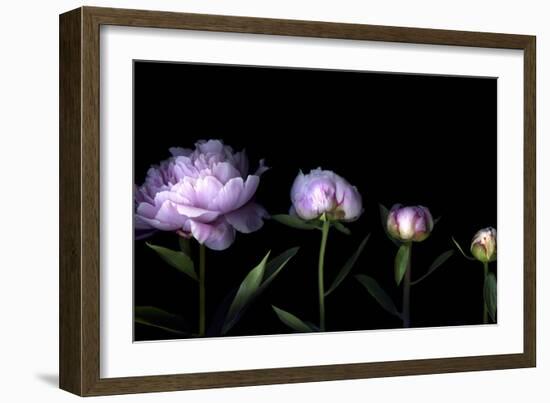 Metamorphosis - Peony-Magda Indigo-Framed Photographic Print