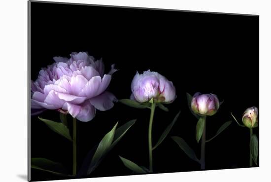 Metamorphosis - Peony-Magda Indigo-Mounted Photographic Print