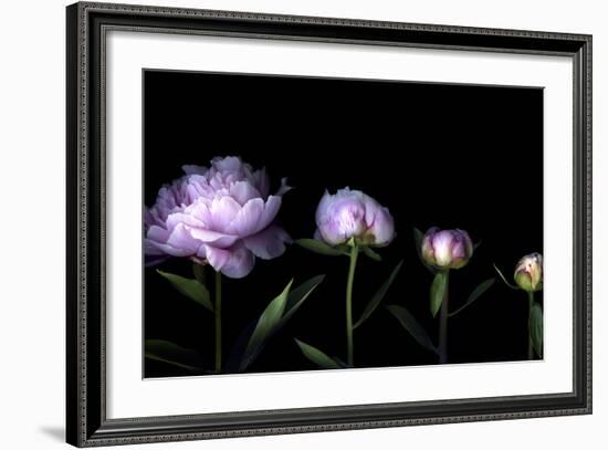 Metamorphosis - Peony-Magda Indigo-Framed Photographic Print