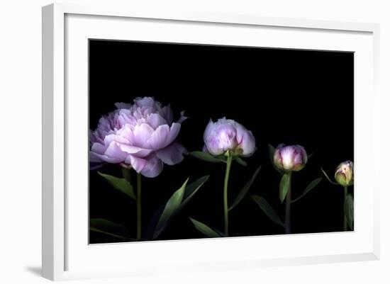 Metamorphosis - Peony-Magda Indigo-Framed Photographic Print