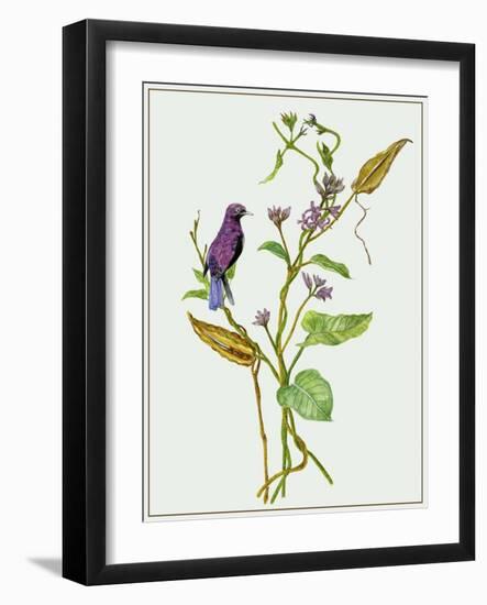 Metaplexis Japonica I-Melissa Wang-Framed Art Print