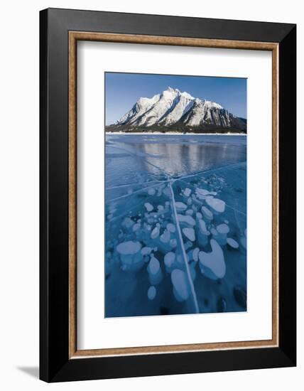 Methane bubbles frozen in ice below Mt. Michener, Abraham Lake, Alberta, Canada-Panoramic Images-Framed Photographic Print