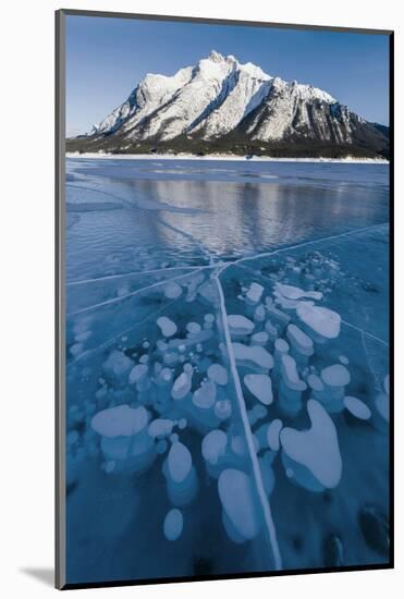 Methane bubbles frozen in ice below Mt. Michener, Abraham Lake, Alberta, Canada-Panoramic Images-Mounted Photographic Print