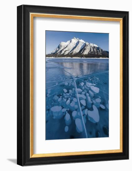 Methane bubbles frozen in ice below Mt. Michener, Abraham Lake, Alberta, Canada-Panoramic Images-Framed Photographic Print