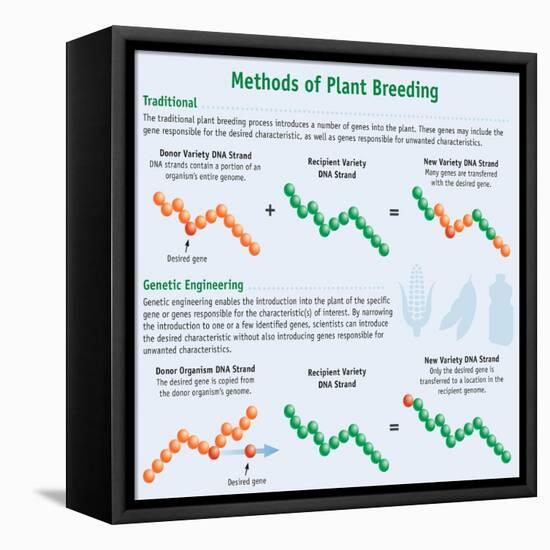 Methods of Plant Breeding-Science Source-Framed Premier Image Canvas