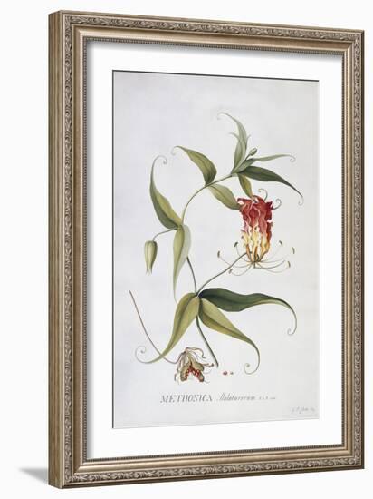 Methonica-Georg Dionysius Ehret-Framed Giclee Print