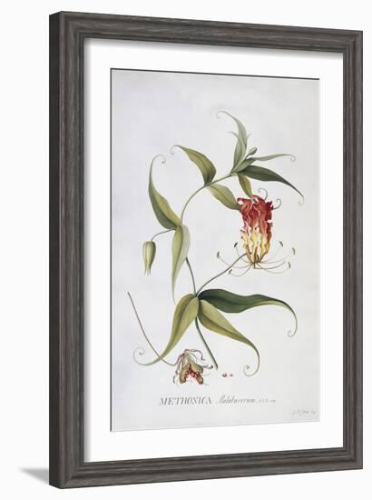 Methonica-Georg Dionysius Ehret-Framed Giclee Print