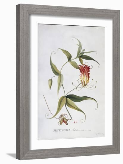 Methonica-Georg Dionysius Ehret-Framed Giclee Print