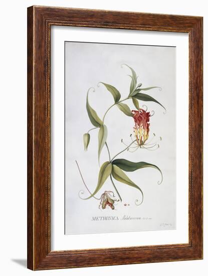 Methonica-Georg Dionysius Ehret-Framed Giclee Print