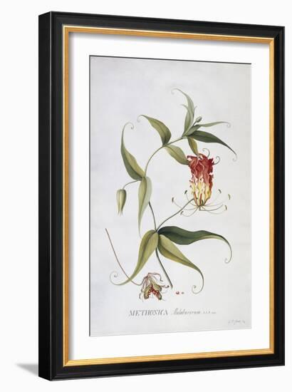 Methonica-Georg Dionysius Ehret-Framed Giclee Print