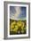 Methow Valley Wildflowers II-Alan Majchrowicz-Framed Photo