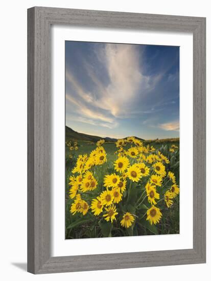 Methow Valley Wildflowers II-Alan Majchrowicz-Framed Photo