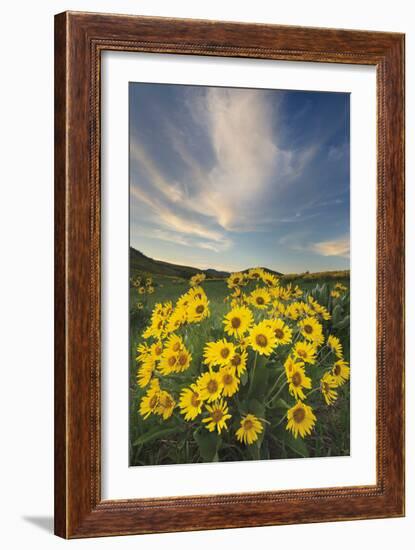 Methow Valley Wildflowers II-Alan Majchrowicz-Framed Photo