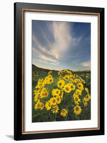 Methow Valley Wildflowers II-Alan Majchrowicz-Framed Photo