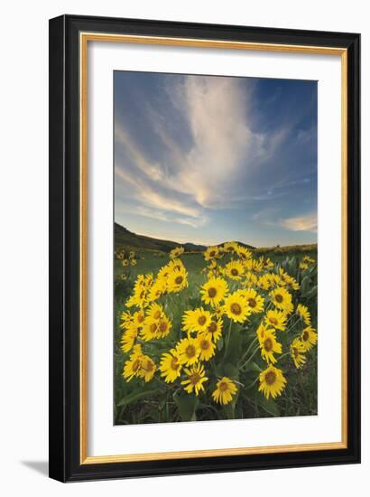 Methow Valley Wildflowers II-Alan Majchrowicz-Framed Photo