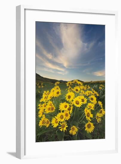 Methow Valley Wildflowers II-Alan Majchrowicz-Framed Photo