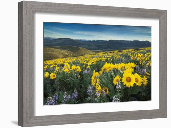 Methow Valley Wildflowers IV-Alan Majchrowicz-Framed Photo