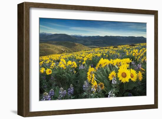 Methow Valley Wildflowers IV-Alan Majchrowicz-Framed Photo
