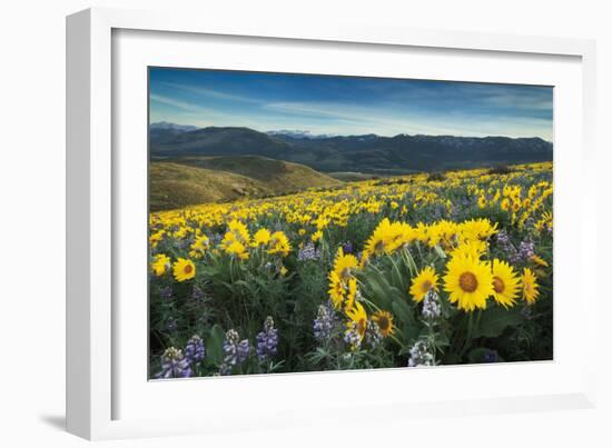 Methow Valley Wildflowers IV-Alan Majchrowicz-Framed Photo