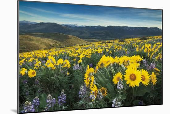 Methow Valley Wildflowers IV-Alan Majchrowicz-Mounted Photo