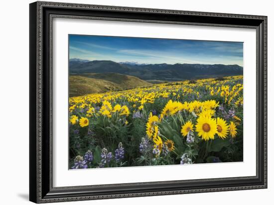 Methow Valley Wildflowers IV-Alan Majchrowicz-Framed Photo