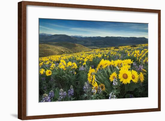 Methow Valley Wildflowers IV-Alan Majchrowicz-Framed Photo