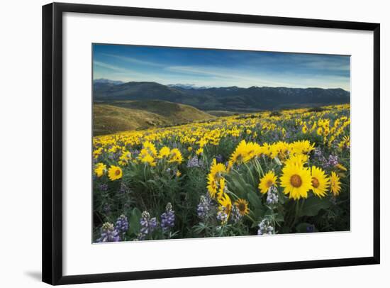 Methow Valley Wildflowers IV-Alan Majchrowicz-Framed Photo