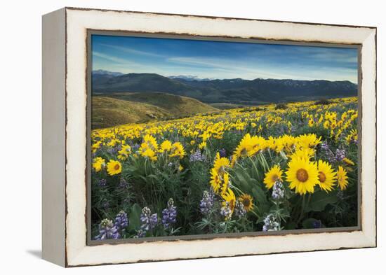 Methow Valley Wildflowers IV-Alan Majchrowicz-Framed Stretched Canvas