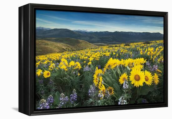 Methow Valley Wildflowers IV-Alan Majchrowicz-Framed Stretched Canvas