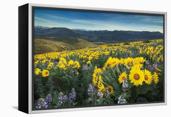 Methow Valley Wildflowers IV-Alan Majchrowicz-Framed Stretched Canvas