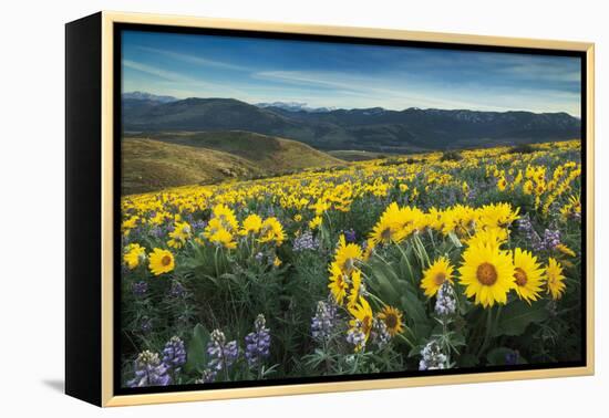 Methow Valley Wildflowers IV-Alan Majchrowicz-Framed Stretched Canvas