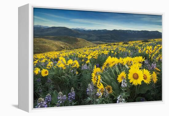 Methow Valley Wildflowers IV-Alan Majchrowicz-Framed Stretched Canvas