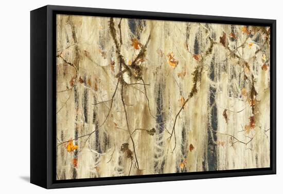 Methuselah's Beard Lichen on Maple Tree, Olympic NP, Washington, USA-Jaynes Gallery-Framed Premier Image Canvas