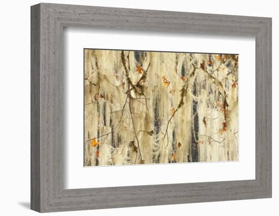 Methuselah's Beard Lichen on Maple Tree, Olympic NP, Washington, USA-Jaynes Gallery-Framed Photographic Print