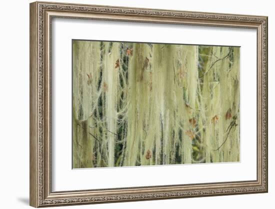 Methuselahs Beard-Don Paulson-Framed Giclee Print