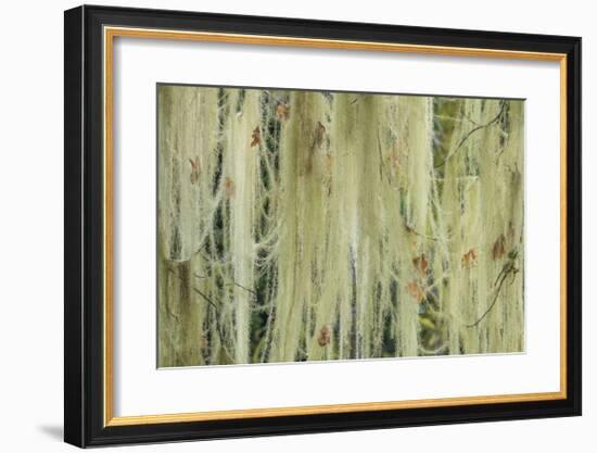 Methuselahs Beard-Don Paulson-Framed Giclee Print