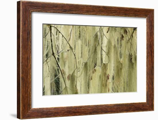 Methuselahs Beard-Don Paulson-Framed Giclee Print