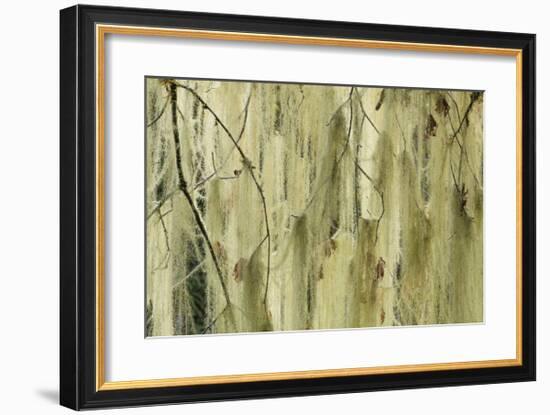 Methuselahs Beard-Don Paulson-Framed Giclee Print