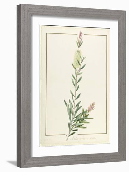 Metrosyderos Pallida, 1812 (W/C and Bodycolour over Graphite on Vellum)-Pierre Joseph Redoute-Framed Giclee Print